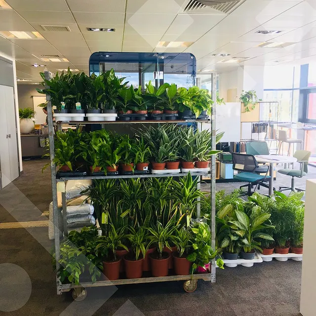 Welcome to the jungle 🪴🤩

Delighted with our new live plants from @benholm_group !Our Glasgow showroom is now a buzz of vibrant colour and our employees are benefitting from the well-being benefits the live plants bring to the space! 

Taking the time to source only the finest plants and flowers, it’s easy to see why Benholm Group has established a deep routed reputation as leaders in their industry.

We love them! Are there plants in your workspace?

#officedesign #biophilicdesign #Alpha50